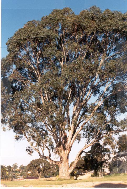 22559 River Red Gum - Templestowe High School, Templestowe