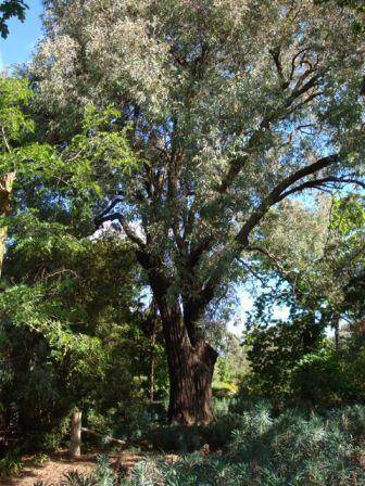 T11346 Eucalyptus sideroxylon