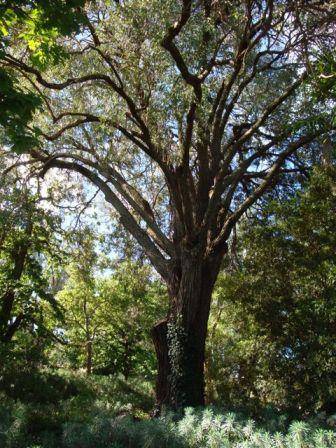 T11346 Eucalyptus sideroxylon