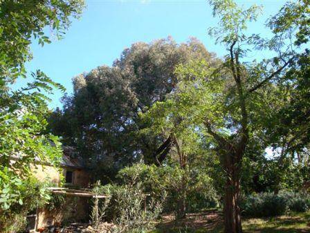 T11346 Eucalyptus sideroxylon