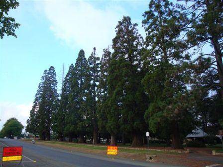 T11342 Sequoiadendron giganteum