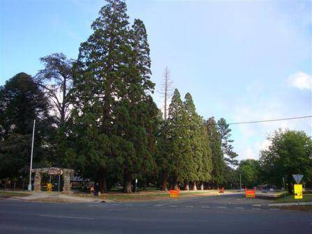 T11342 Sequoiadendron giganteum