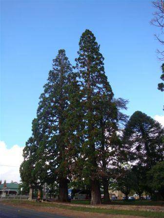 T11342 Sequoiadendron giganteum