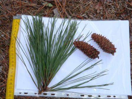 T11349 Pinus taeda