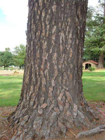 T11349 Pinus taeda