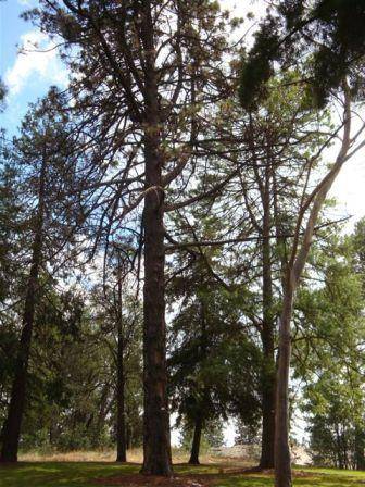 T11350 Pinus coulteri