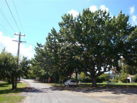 T11344 Quercus acutissima