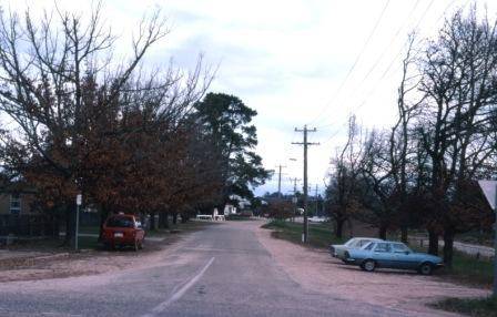 T11344 Quercus acutissima
