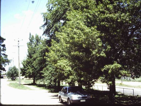 T11344 Quercus acutissima
