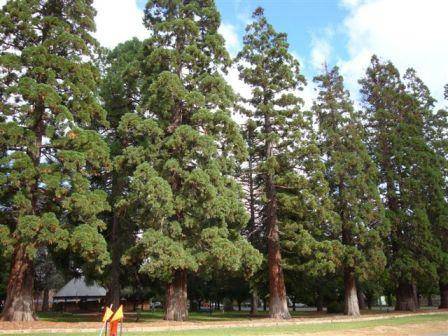 T11342 Sequoiadendron giganteum