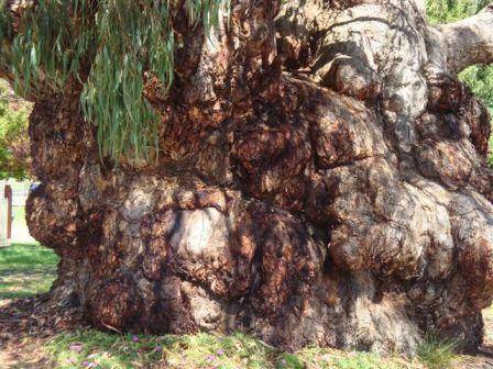T11345 Eucalyptus bridgesianna