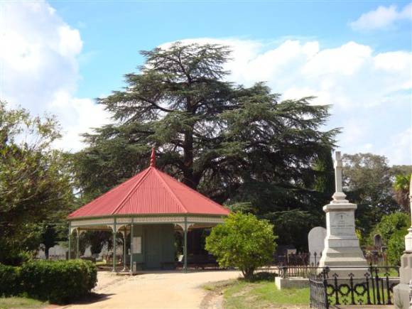 T11354 Cedrus atlantica f. glauca