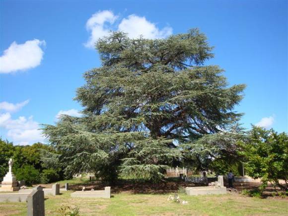 T11354 Cedrus atlantica f. glauca