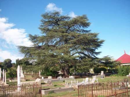 T11354 Cedrus atlantica f. glauca