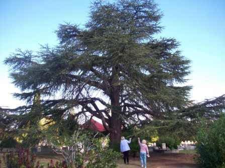 T11354 Cedrus atlantica f. glauca