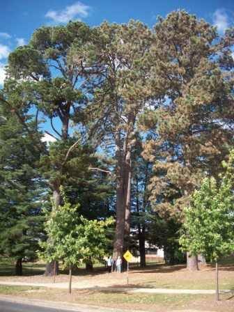 T11350 Pinus coulteri
