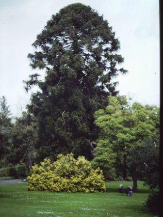 T11876 Araucaria bidwilli 