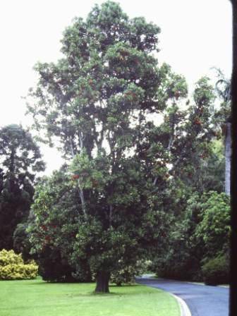 T11877 Stenocarpus sinautus 