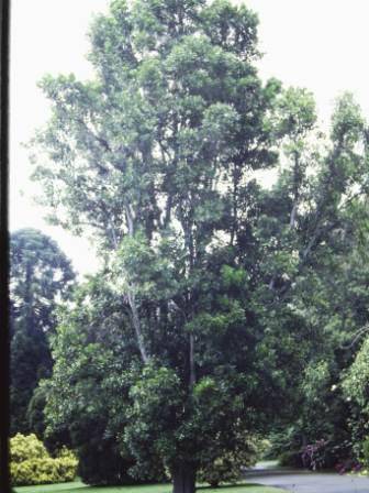 T11877 Stenocarpus sinautus 