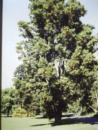 T11877 Stenocarpus sinautus