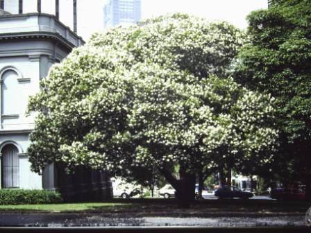 T11893 Calodendrum capense alba 