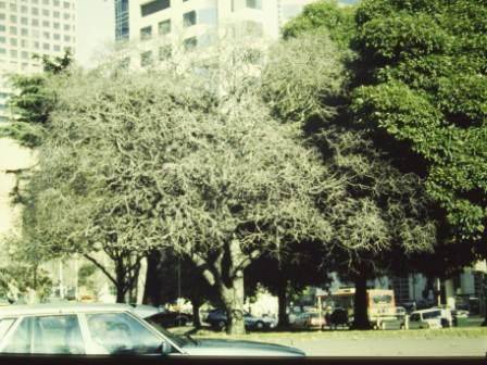 T11893 Calodendrum capense alba 