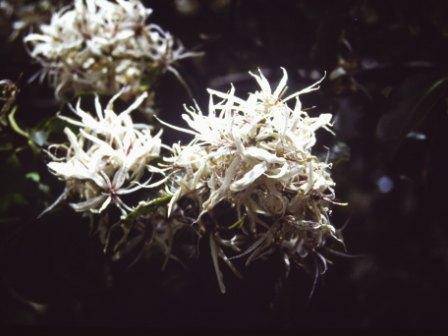 T11893 Calodendrum capense alba