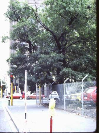 T11904 Gleditsia sinensis