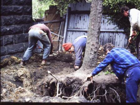T11905 Pyrus communis relocation