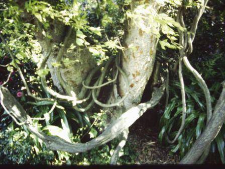 T11915 Zelkova serrata 
