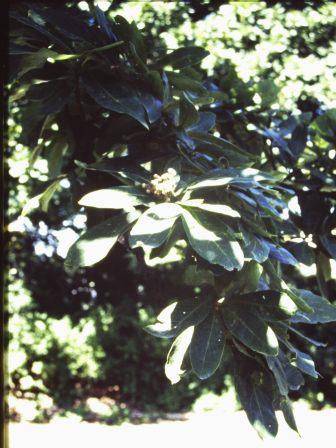 T11917 Quercus canariensis 
