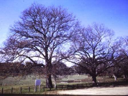 T11919 Quercus robur 
