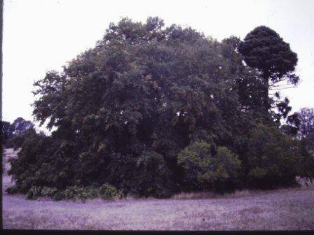 T11921 Quercus robur