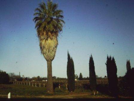 T11932 Washingtonia filifera