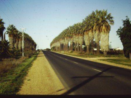 T11932 Washingtonia filifera