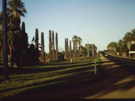 T11932 Washingtonia filifera