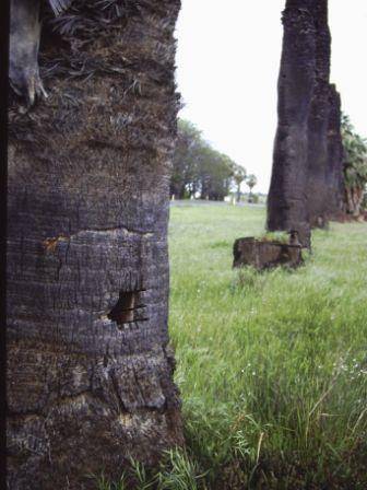 T11932 Washingtonia filifera 