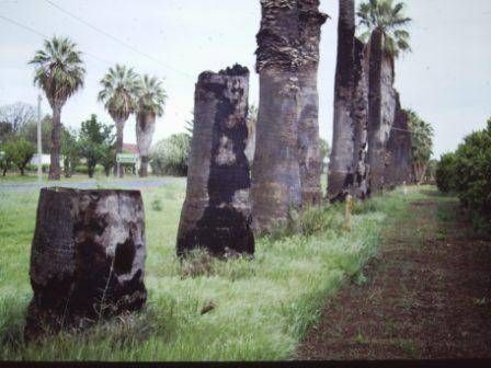 T11932 Washingtonia filifera 