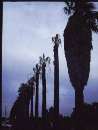 T11932 Washingtonia filifera 