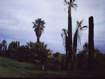 T11934 Washingtonia filifera