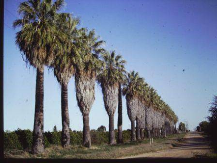 T11934 Washingtonia
 filifera