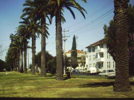 T11938 Phoenix canariensis