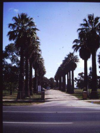 T11940 Washingtonia filifera 