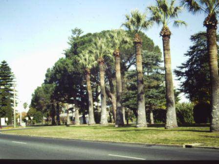 T11940 Washingtonia filifera