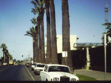 T11941 Washingtonia filifera