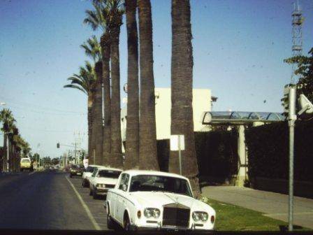 T11941 Washingtonia filifera