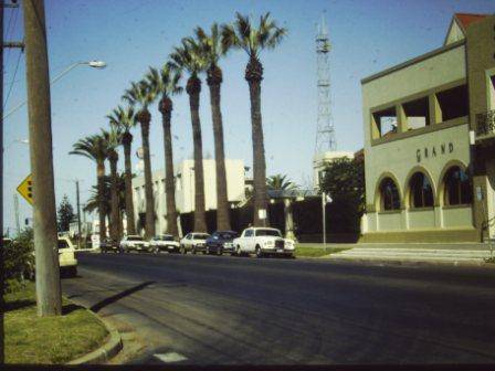 T11941 Washingtonia filifera 