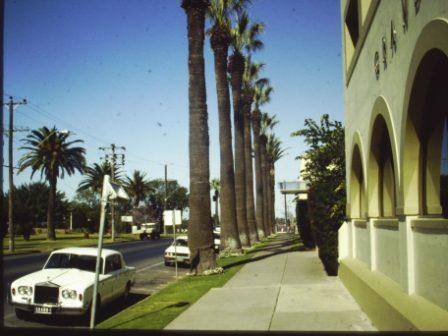 T11941 Washingtonia filifera 