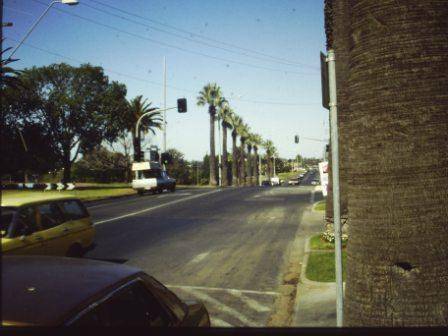 T11941 Washingtonia filifera 