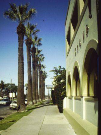 T11941 Washingtonia filifera